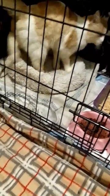 Котик Бананчик находится в приюте у Кристины