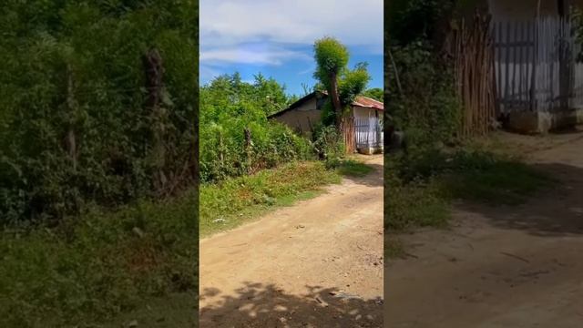 new dog funny videos