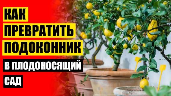 ✔ Лимонное дерево комнатное купить в краснодаре 💡 Фруктовые мини деревья для дома