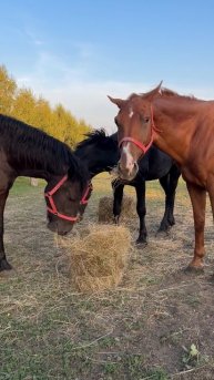 12287205_1080_1920_30fps