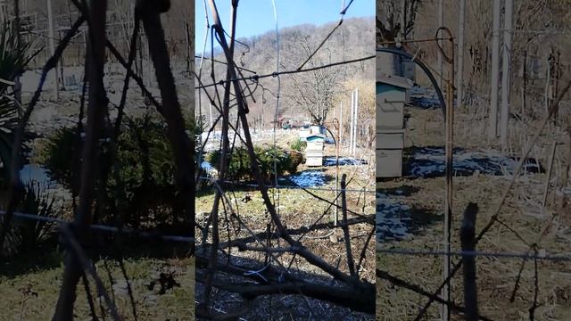 Черенки Чубуки Виноград Изабелла на авито - Адыгея
