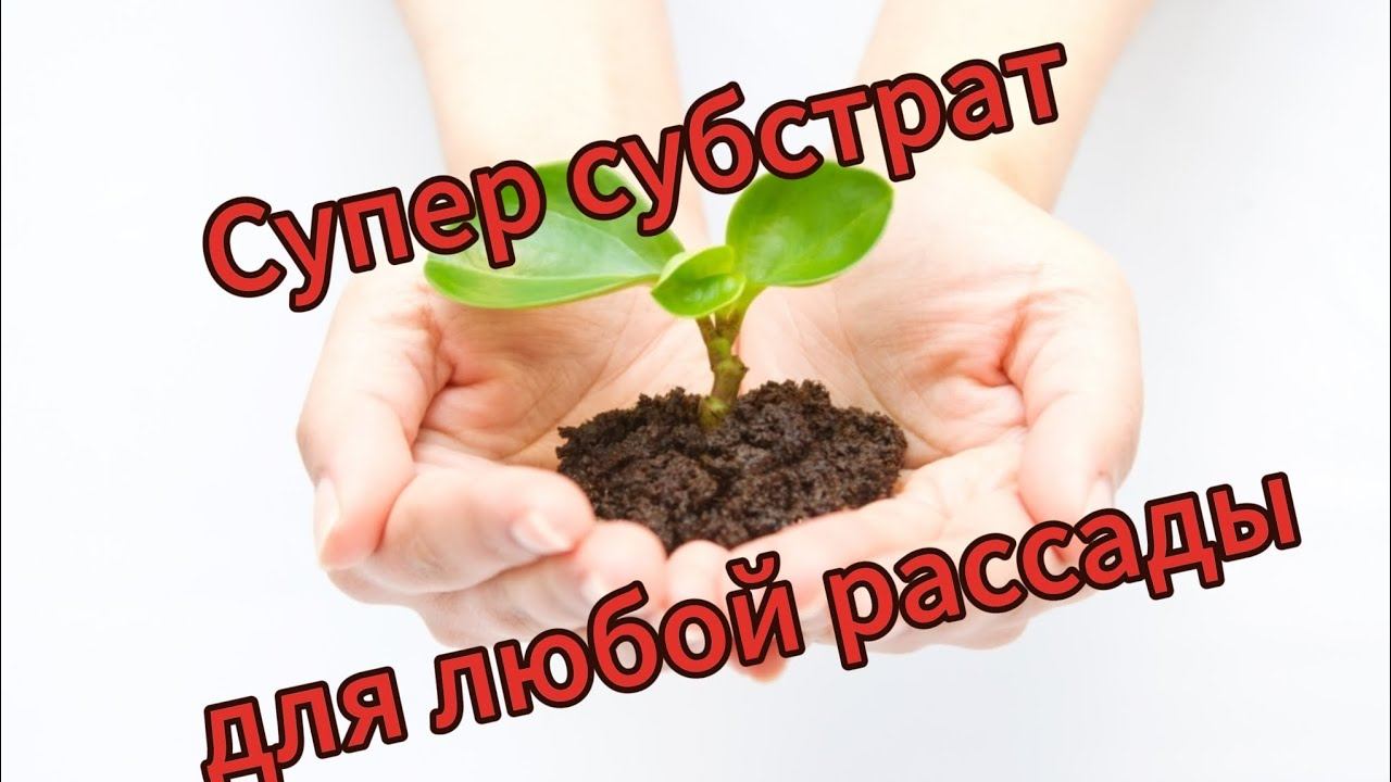 Супер субстрат для любой рассады