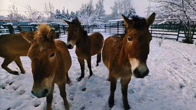 🐴 Лошади Пржевальского сильно отличаются от домашних сородичей