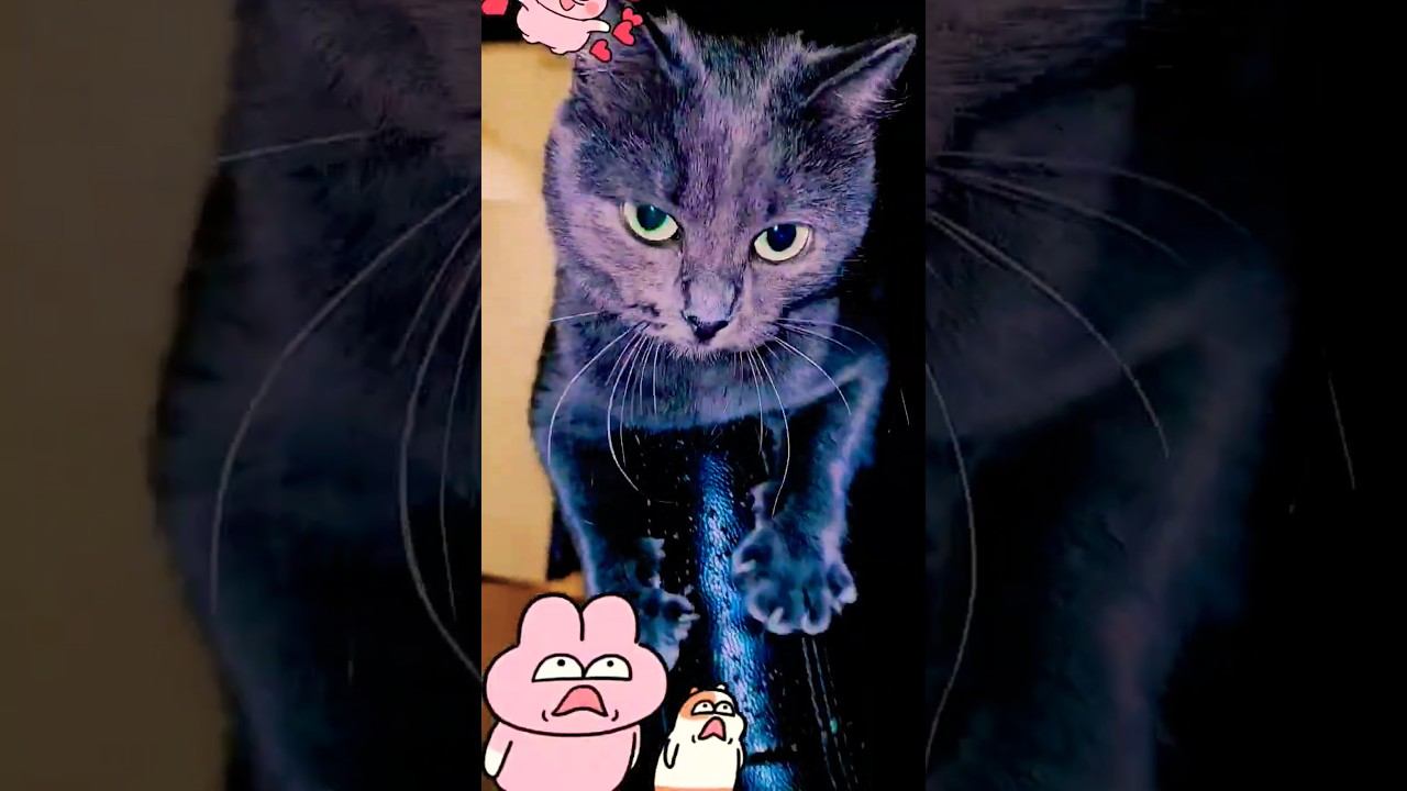 Ёлочка мне нравится #catvideos #viralcats #catvideos #youtubeshorts #shortsvideo #youtube