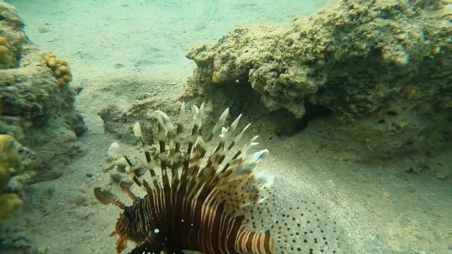 Home reef Shoni Bay hotel. Part 8. Lionfishes