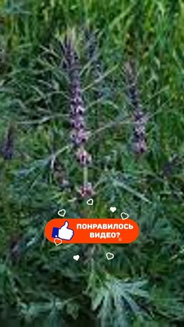 УСПОКАИВАЮЩИЙ Пустырник. Сибирское здоровье.