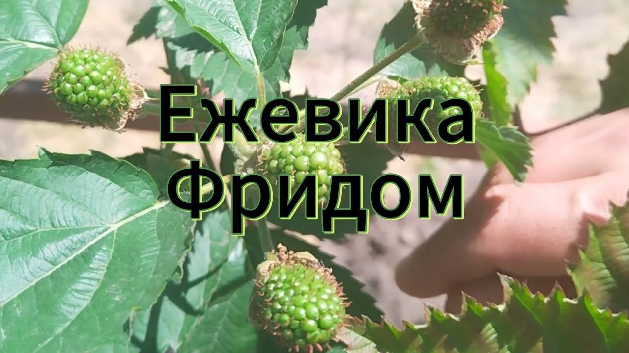 Ежевика Фридом