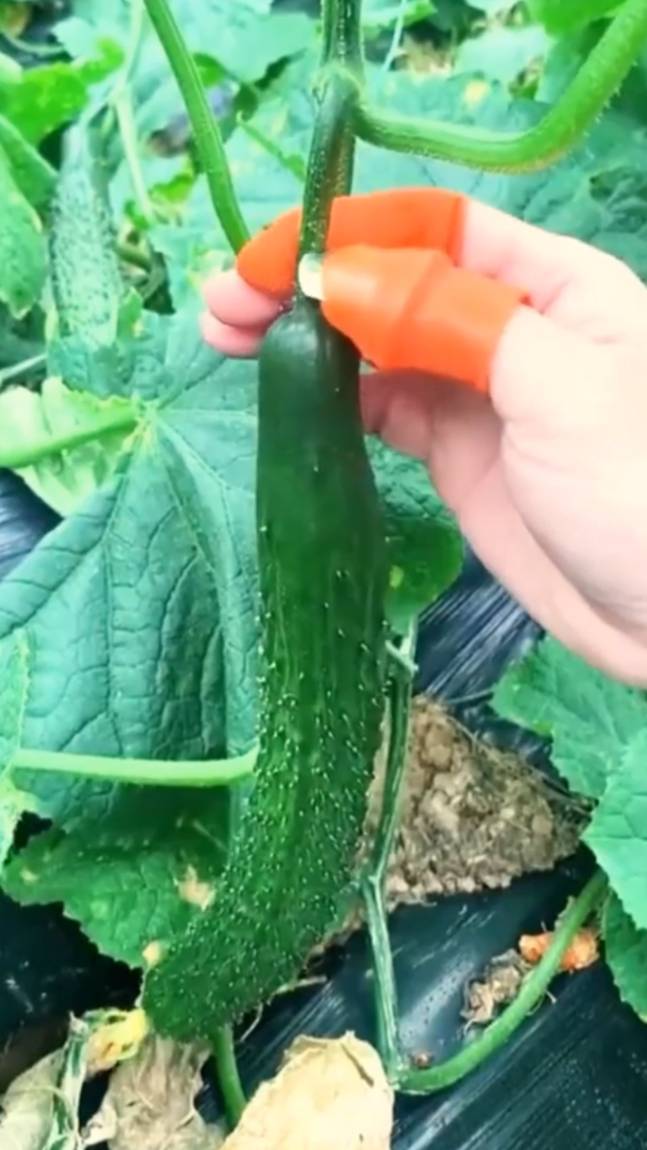 🥒🍉🍎🍅🍆Садовый НОЖ-СЕКАТОР на палец для сбора урожая! #shorts #garden #советы