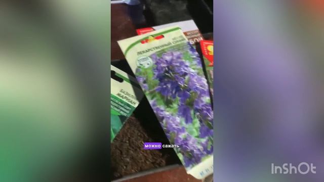 Сею базилик и иссоп на рассаду , на реализацию .