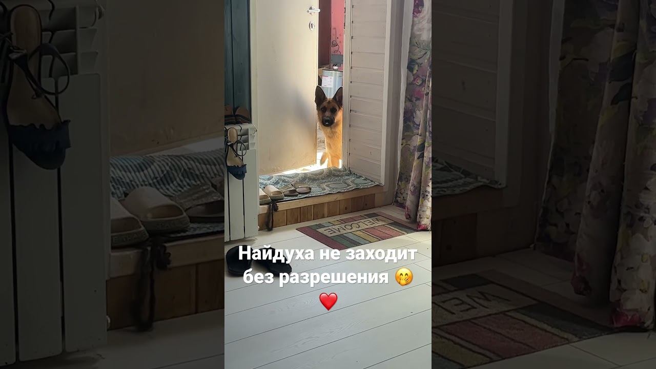 #овчарка #друг #преданность #верность #найда