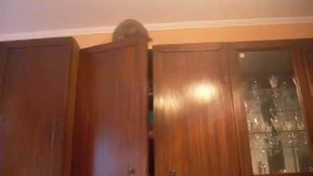 ЛЮБИМЫЕ ЖИВОТНЫЕ