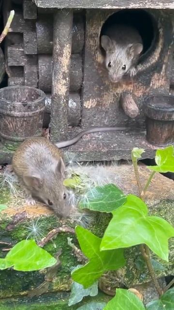The mouse and the dandelion