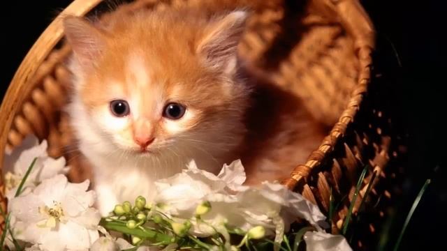 Кошаки  милые создания! 6