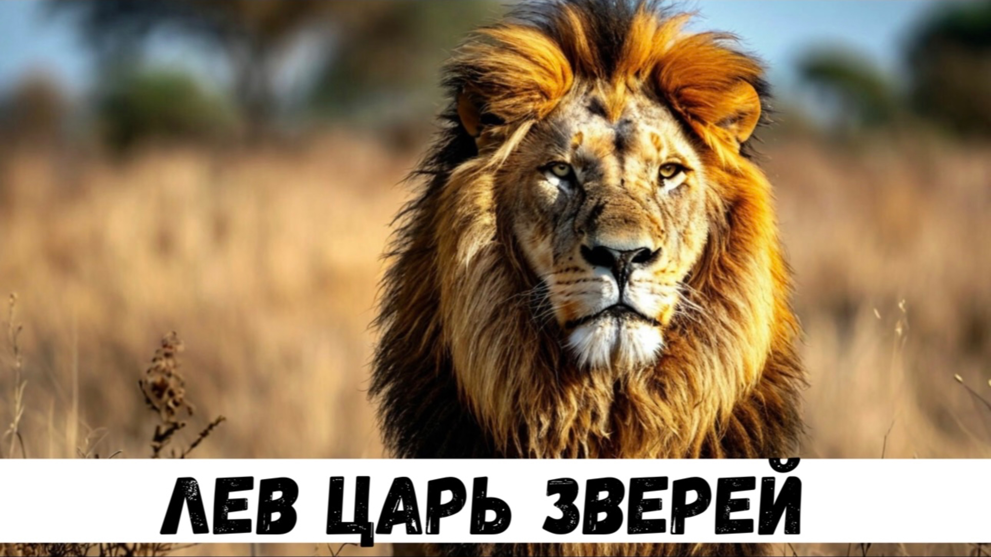 Лев царь зверей