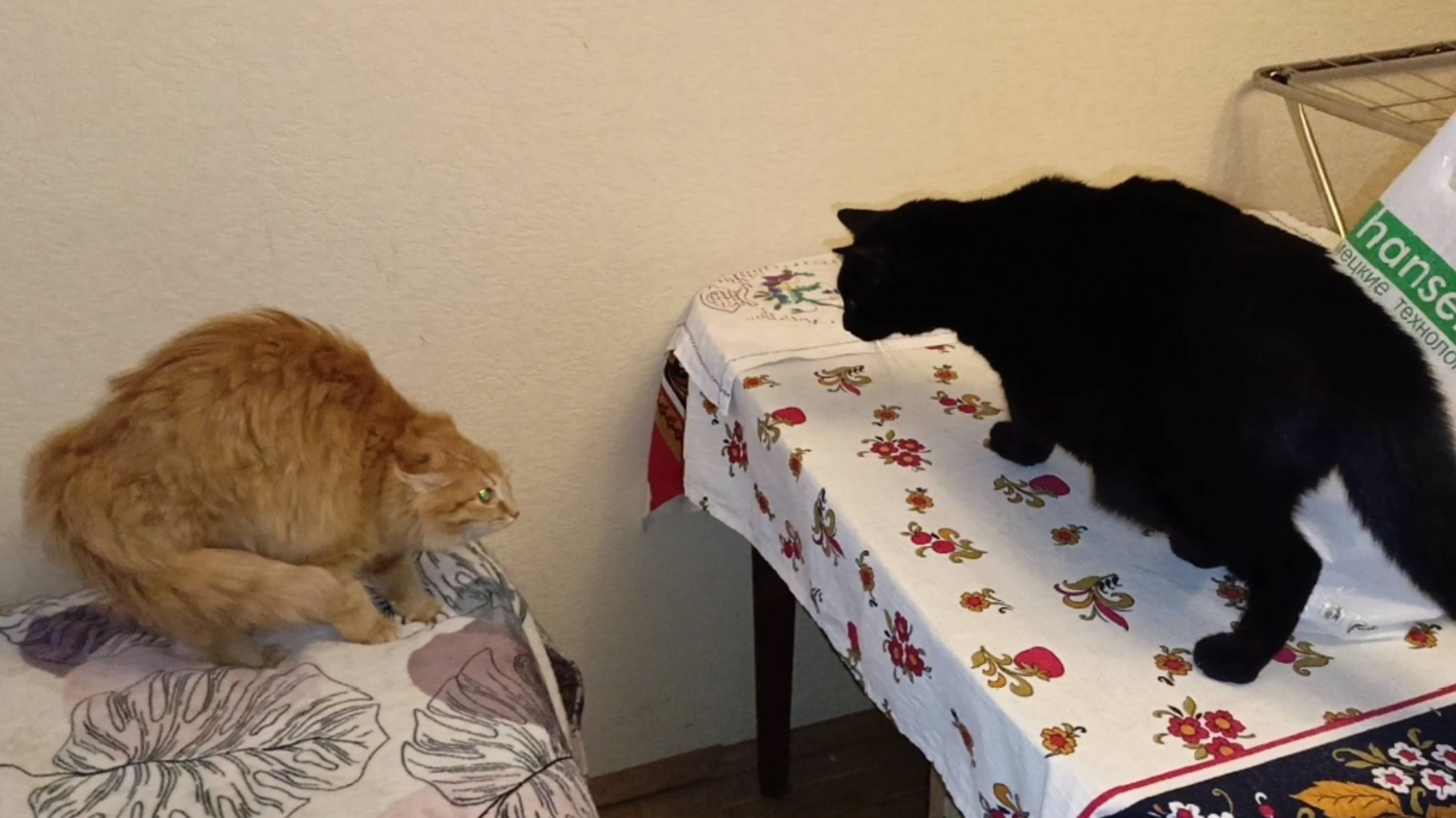 Кот Салем и рыжая кошечка первая встреча как храбрый котик Салем крошку испугался.
