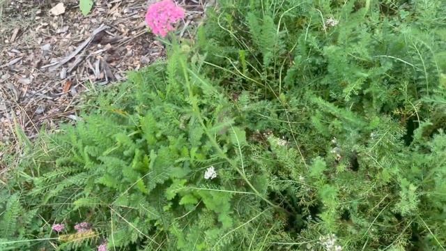 2nd flush update (feverfew, yarrow, rudbeckia): Post cutting deep from thrips infestation in July