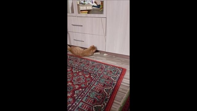 Кот. Фокс