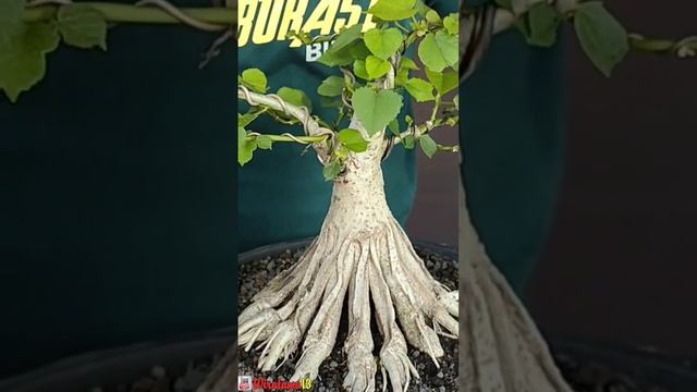 Bonsai Waru #Shorts