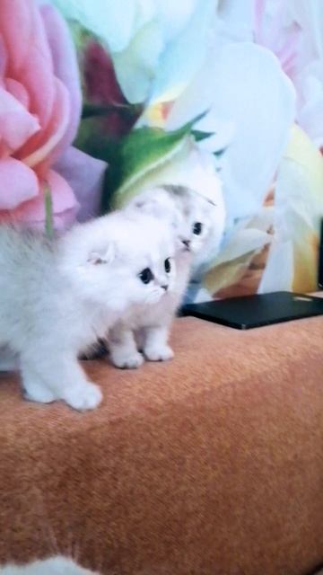 Девочка скоттиш фолд SFS ns25
#шотландскиекотята
#котята
#шотландскаявислоухая
#скоттишфолд