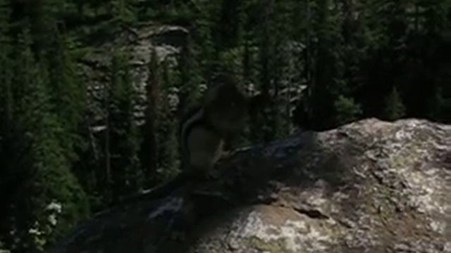 Chipmunk