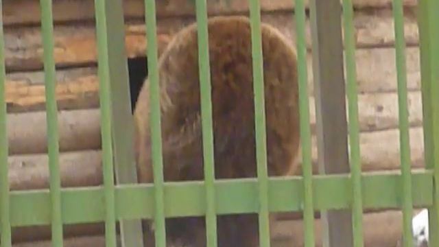 Белка в гостях у медведя - The squirrel in the bear's open-air cage