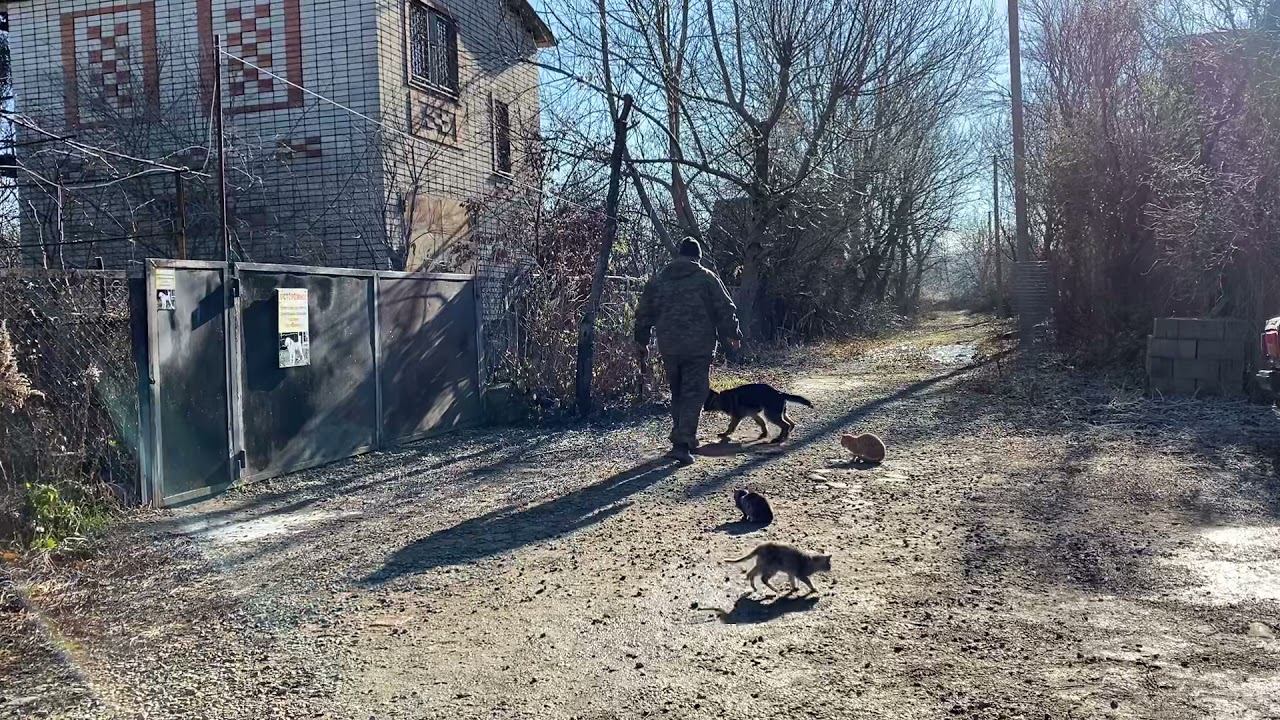 Немецкая овчарка 3,5 месяцев Мухтар! Команда ко мне с котами!