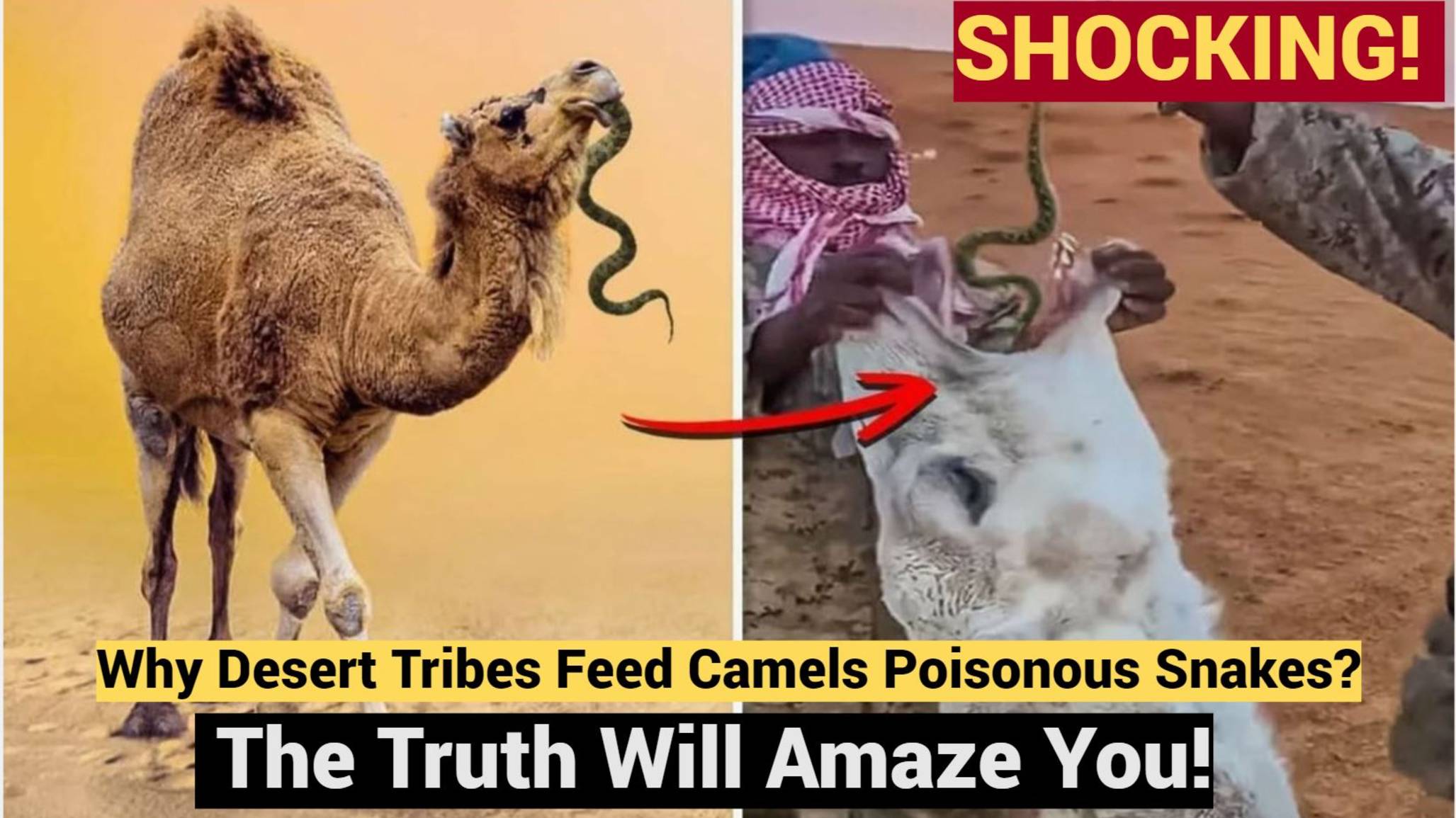 SHOCKING! Why Desert Tribes Feed Camels Poisonous Snakes – The Truth Will Amaze You!
