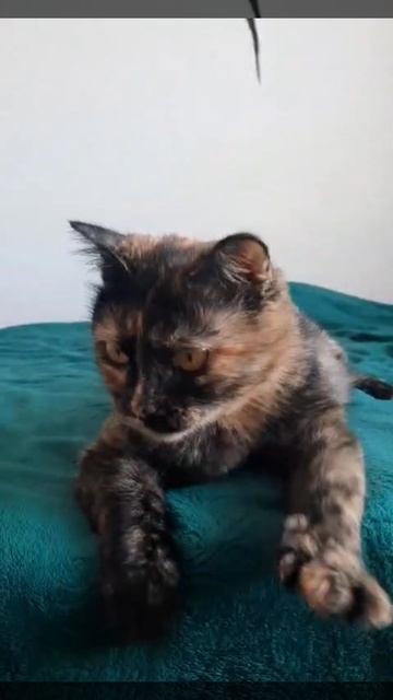 Красивая кошечка ищет дом