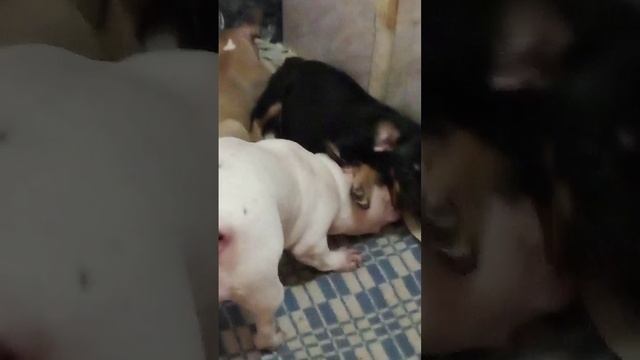 VID-20250208-WA0000.mp4