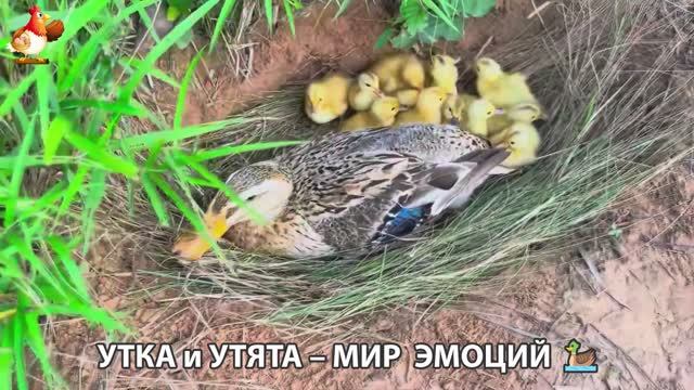 Утка и Утята – мир нежных эмоций 🦆🤗❣️часть (45)