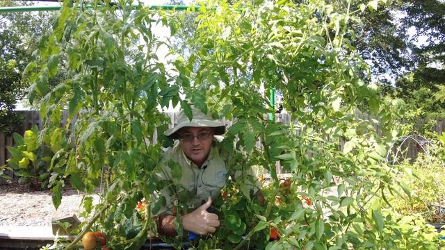 How to Prune Tomato Plants for Disease Management and Growth
