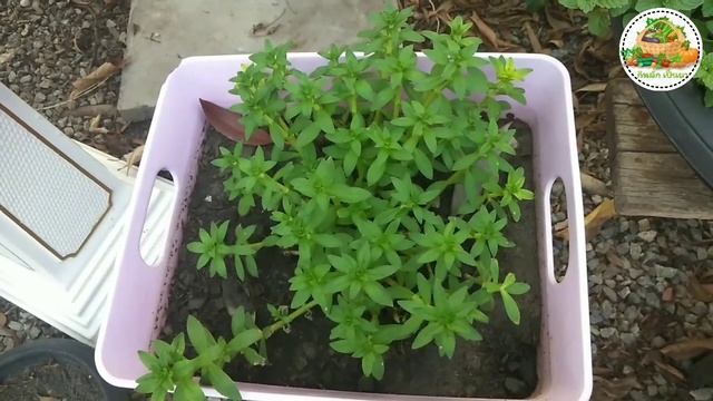 ประโยชน์ของผักแขยง | Limnophila Aromatica Merr. | กินผักเป็นยา