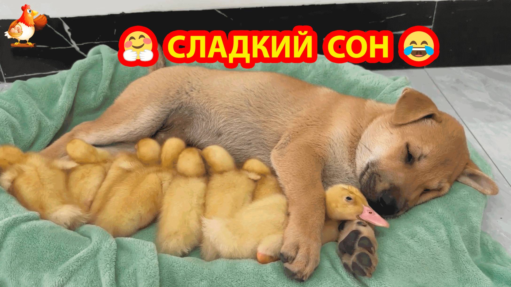 Утята спали в лежаночке Щенка ❣️ Кошки отдыхали от птенцов 😍🥰😂