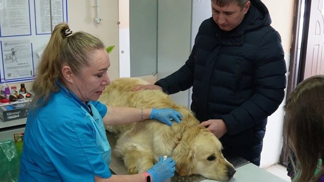 Домашние питомцы под контролем