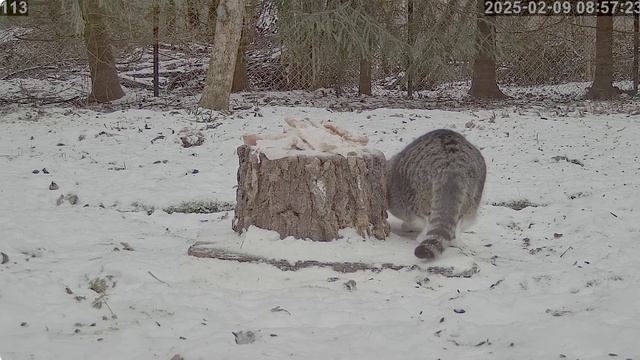 Кот проверяет- сало на месте?