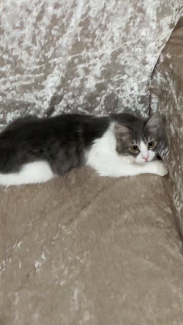 Kitty 🐱