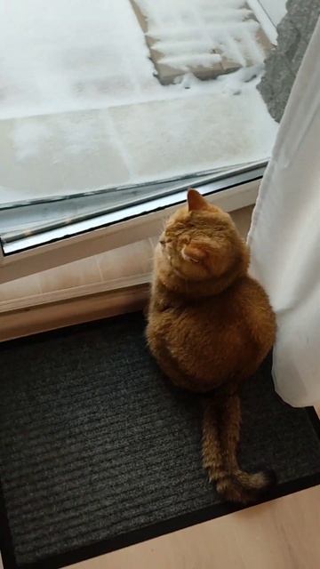 Передумал #cutecat #cat #кот #коттоша #котики #смешнойкот #приколыскотами #юмор #котик
