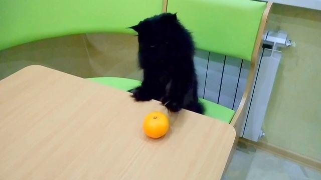 Новогоднее Cat vs Citrus