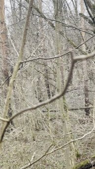 СНТ Дубок: речка на территории Дома