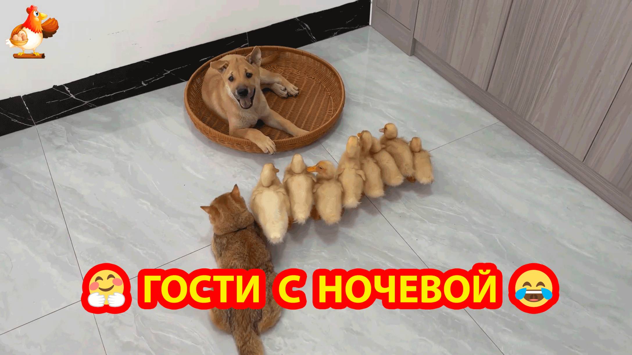 Гости с ночевкой 🙃 Компания Утят и Кошка пришло к Щенку ❣️🥰😂