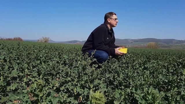 KWS Rapsstorys 2021 - Rapsglanzkäfer Befallskontrollen