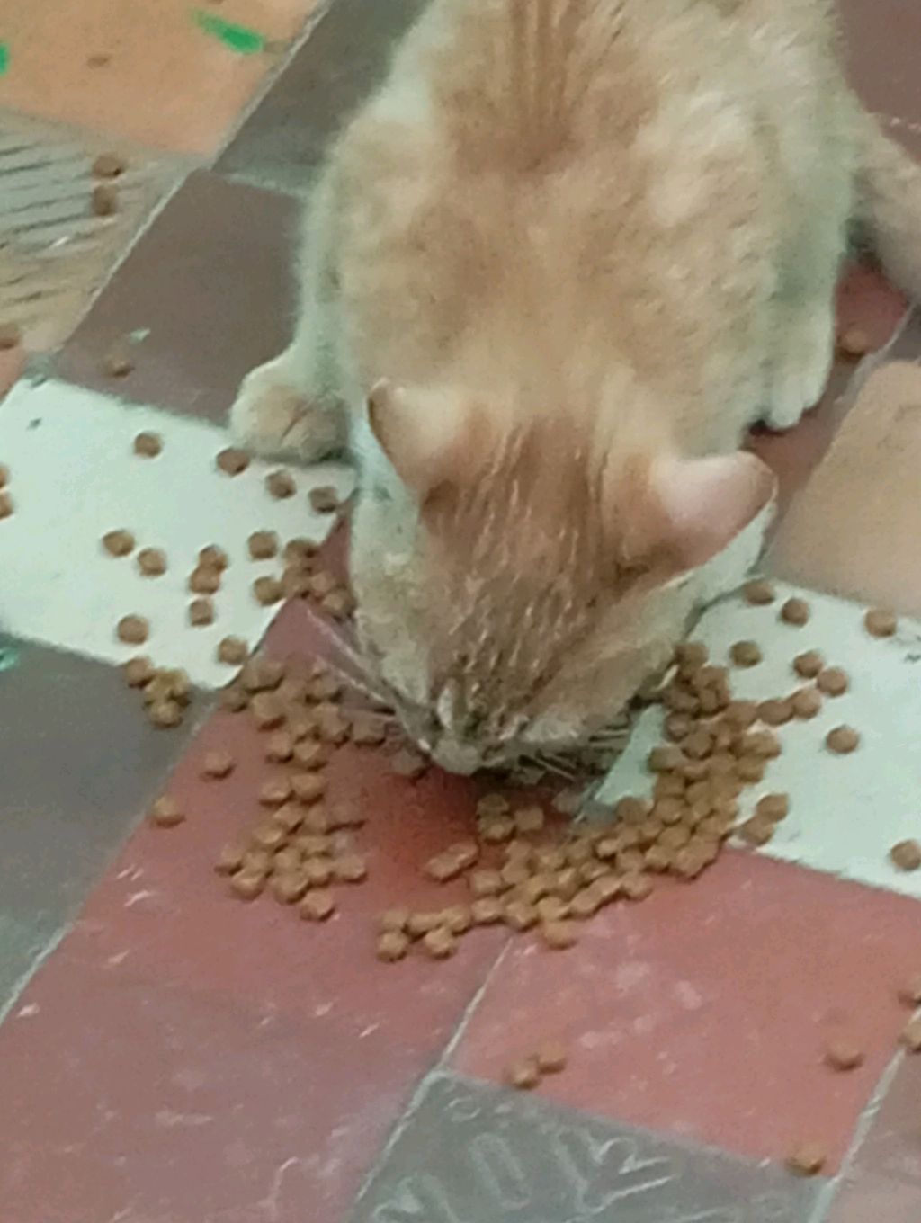 Ищу хозяйна