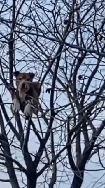 К коту нет претензий, а вот к собаке есть вопросик