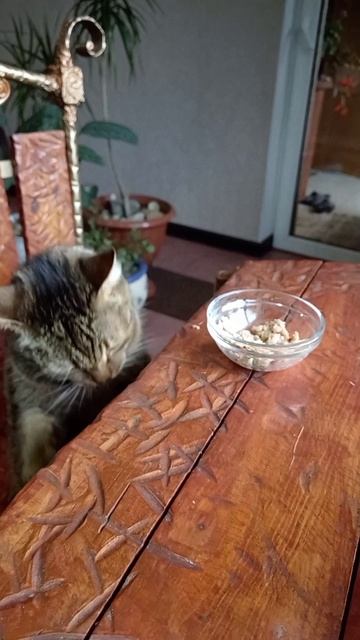 Завтрак аристократа😋🐱