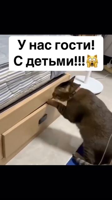 Кошачий страх #482😂