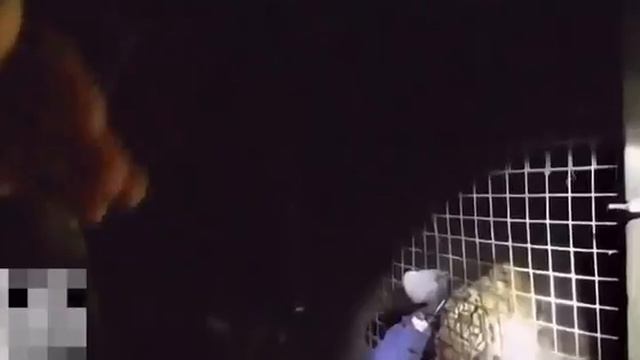 Тигр нападает на сотрудника зоопарка… ой