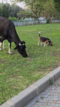 12267675_2160_3840_60fps