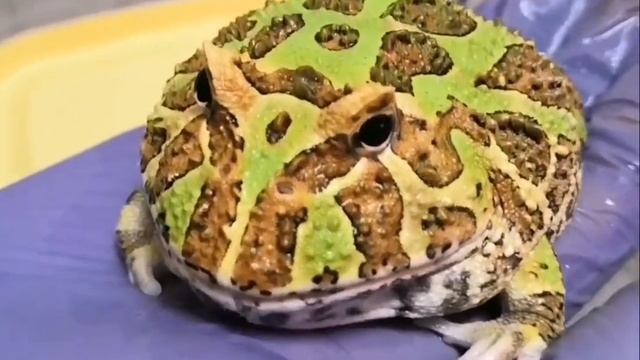 Царевна-лягушка🐸