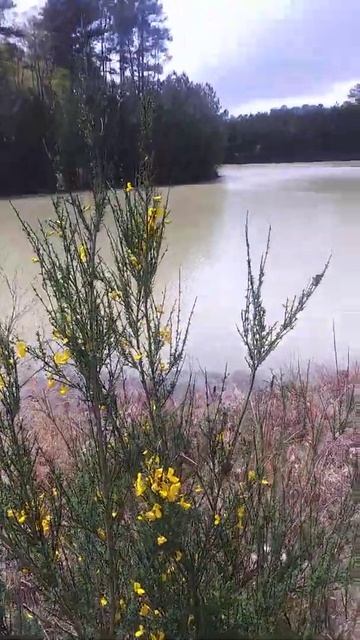 Conifer with yellow blood s in Bahariterra