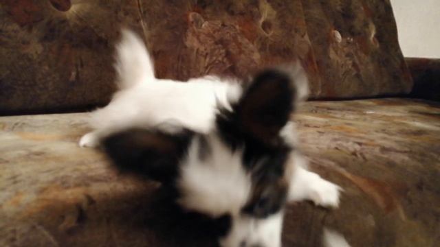 VID_20250210_205027.mp4